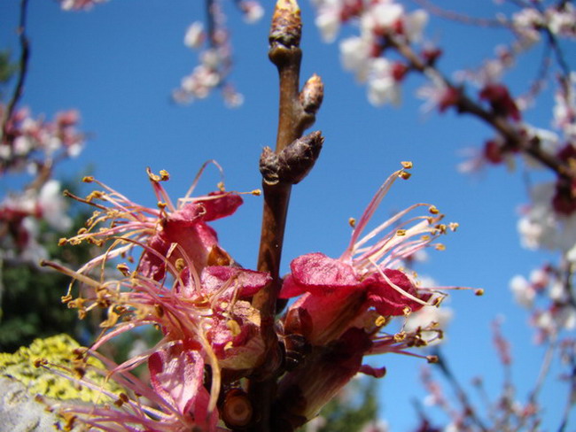 Sviluppo vegetale dell'' albicocco Prunus armeniaca